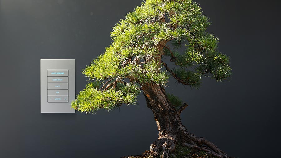 A sleek multi-button light keypad on a dark wall next to a vibrant green bonsai tree